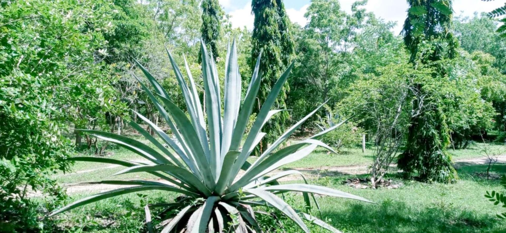 Lavish Eco Jungle Hotel Tissamaharama Eksteriør billede