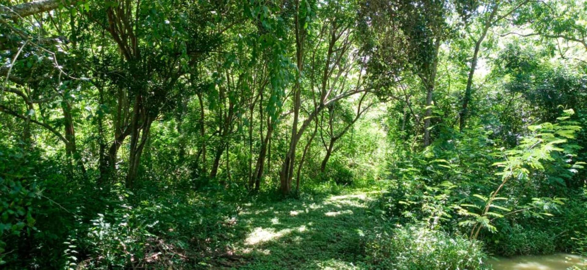 Lavish Eco Jungle Hotel Tissamaharama Eksteriør billede